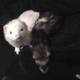 This is an old pictures of the duo invading my bed.